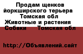 Продам щенков йоркширского терьера - Томская обл. Животные и растения » Собаки   . Томская обл.